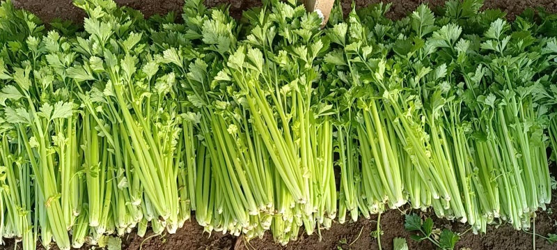 【芹菜】诸城芹菜按需求分拣打包全国接单提醒袋子打捆去叶根