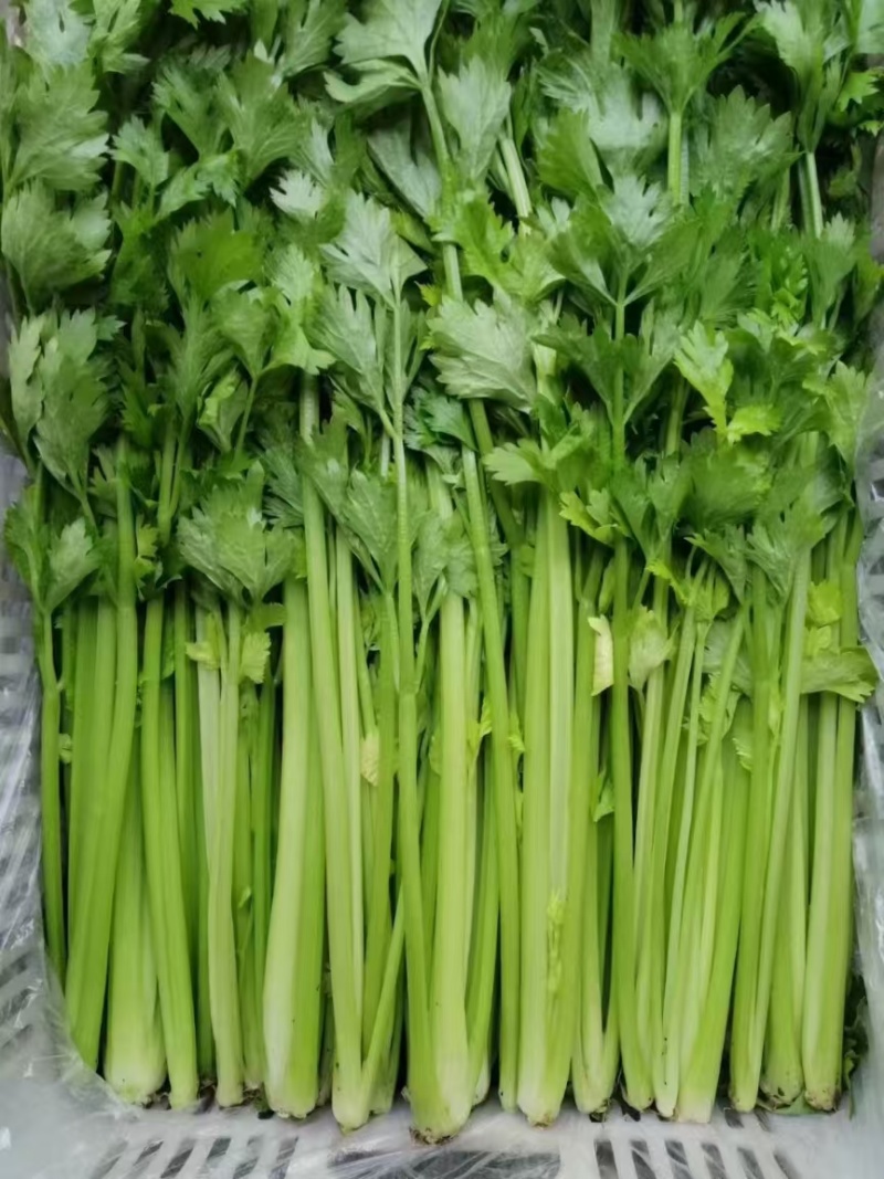 【芹菜】诸城芹菜按需求分拣打包全国接单提醒袋子打捆去叶根