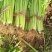 【芹菜】诸城芹菜按需求分拣打包全国接单提醒袋子打捆去叶根