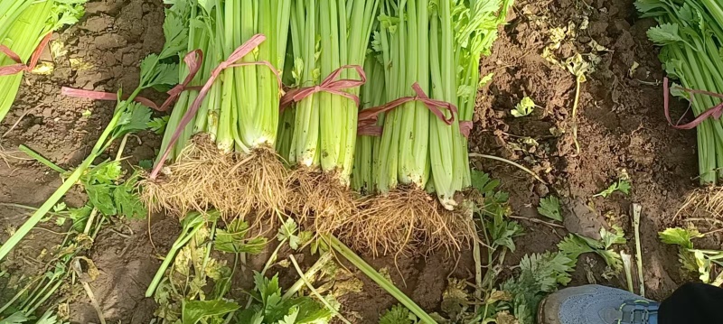 【芹菜】诸城芹菜按需求分拣打包全国接单提醒袋子打捆去叶根