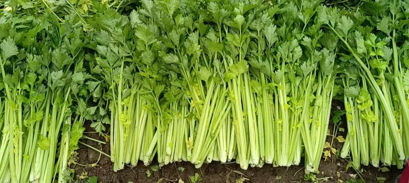 【芹菜】诸城芹菜按需求分拣打包全国接单提醒袋子打捆去叶根