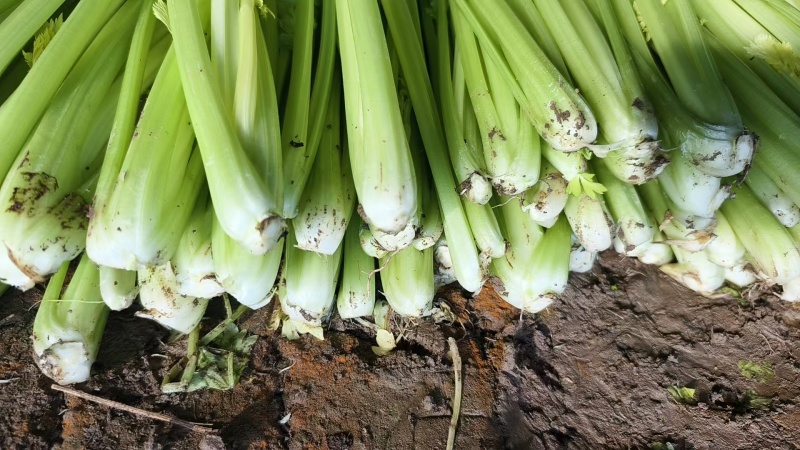 【西芹】山东潍坊芹菜自家种植条形好条细量大无空心净菜毛菜