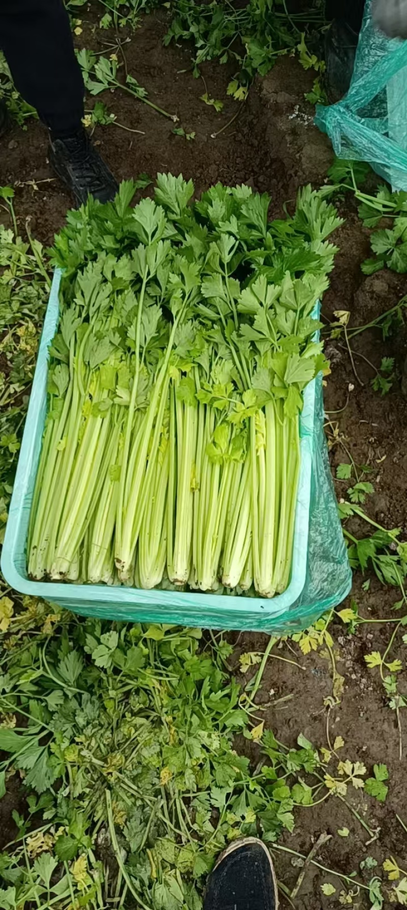 【西芹】山东潍坊芹菜自家种植条形好条细量大无空心净菜毛菜