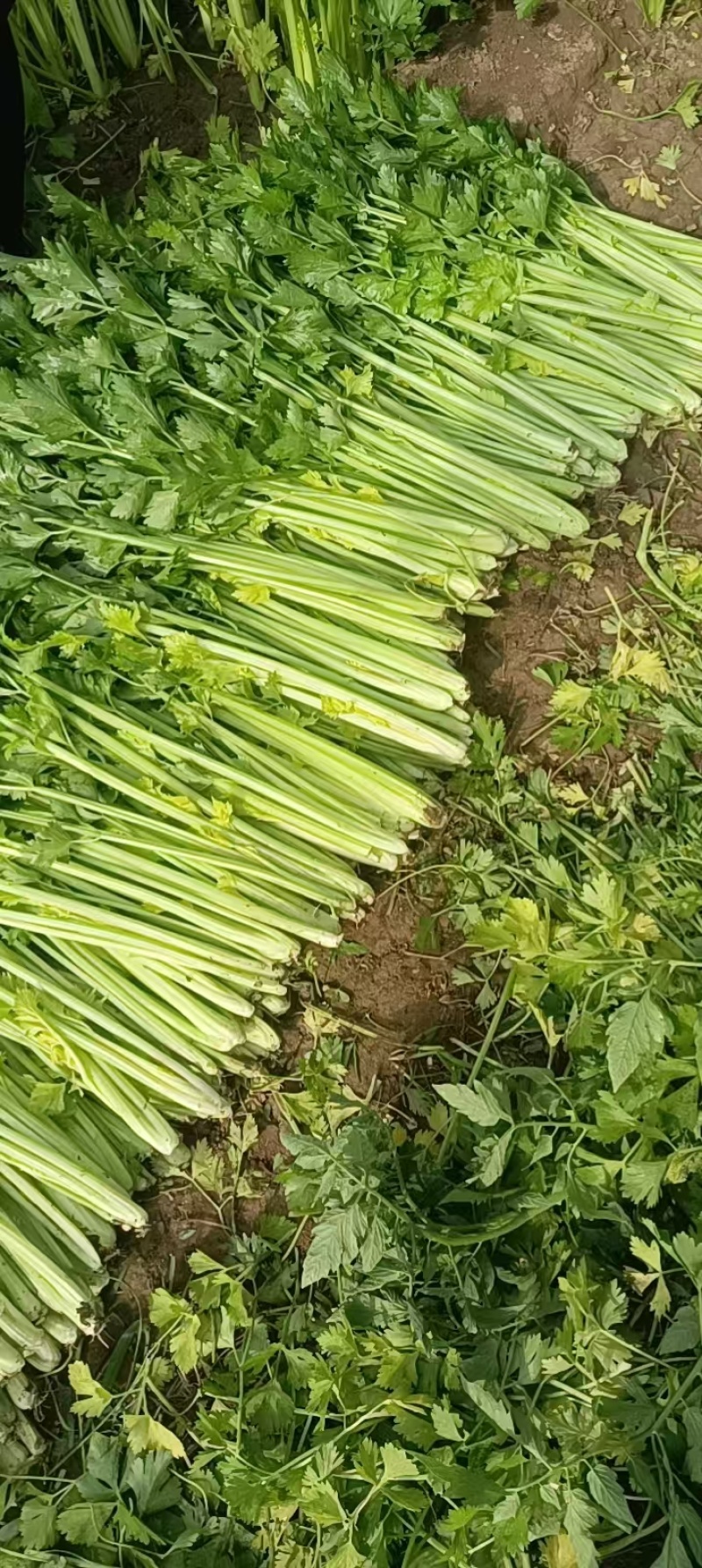 【西芹】山东潍坊芹菜自家种植条形好条细量大无空心净菜毛菜