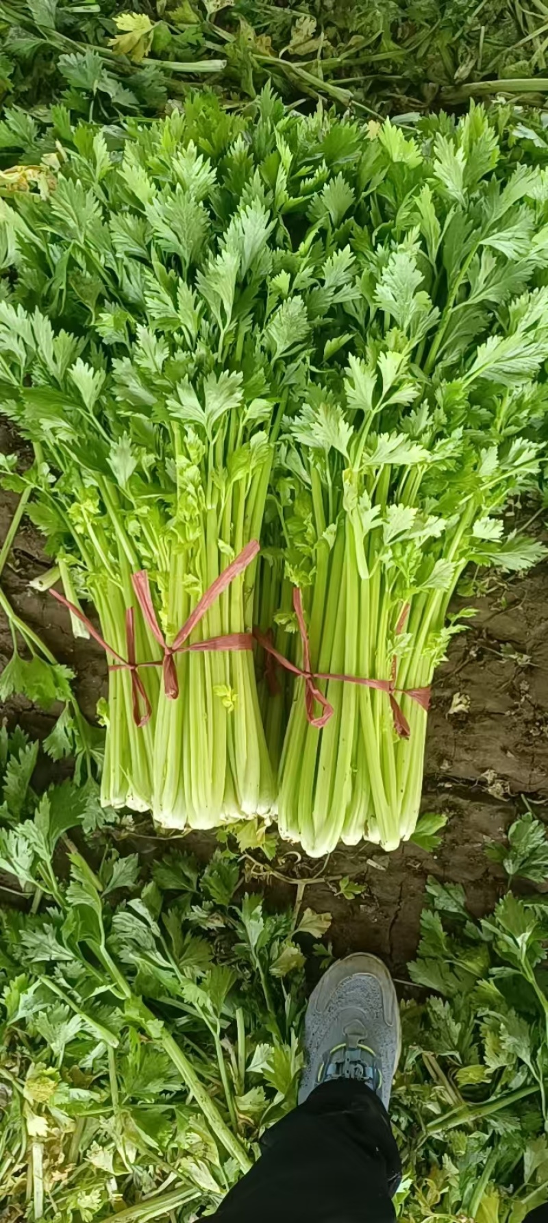 【西芹】山东潍坊芹菜自家种植条形好条细量大无空心净菜毛菜