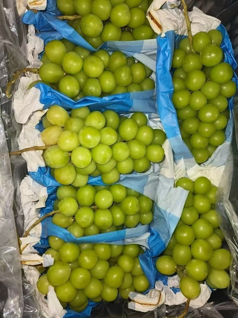 山东精品阳光玫瑰产地直发量大从优口感香甜对接商超