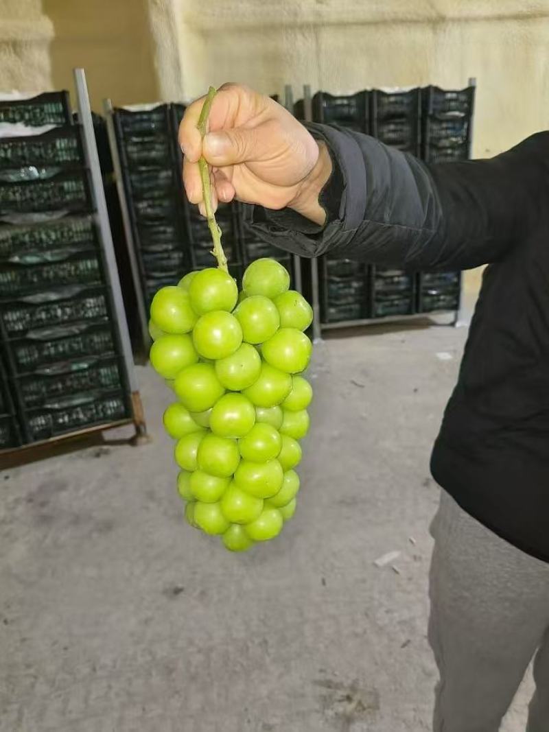 山东精品阳光玫瑰产地直发量大从优口感香甜对接商超