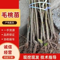 毛桃树苗占地苗未嫁接桃苗实生苗