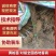 黄柏树苗中药材树苗经济林苗木剥皮厚皮黄柏