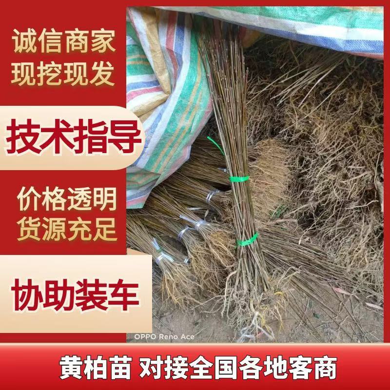 黄柏树苗中药材树苗经济林苗木剥皮厚皮黄柏