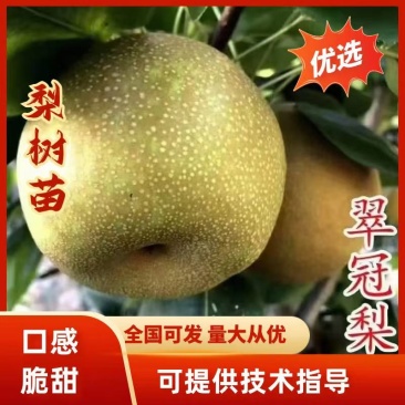 四川翠冠梨苗