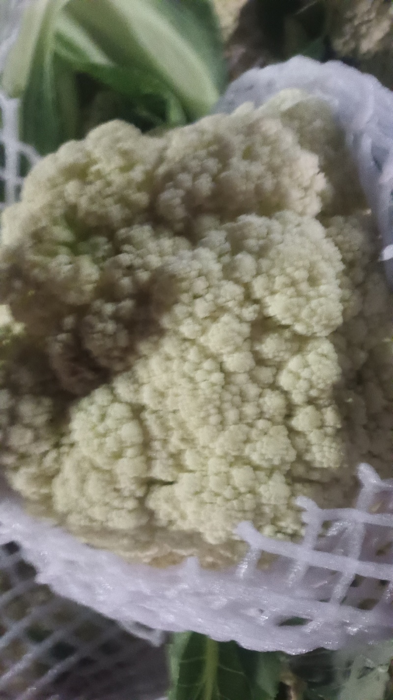 有机花菜现已大量上市质量好欢迎采购