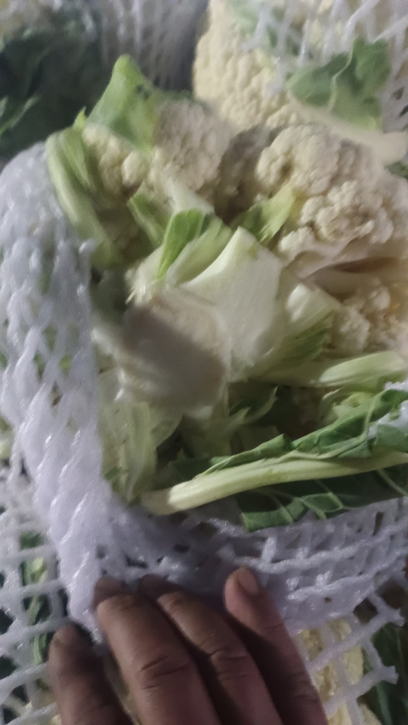 有机花菜现已大量上市质量好欢迎采购