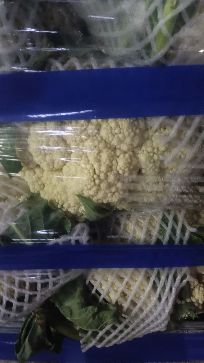 有机花菜现已大量上市质量好欢迎采购