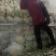 有机花菜现已大量上市质量好欢迎采购