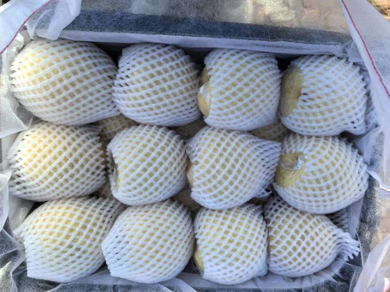【推荐】山西贡梨量大价优对接全国商超电商可视频看货