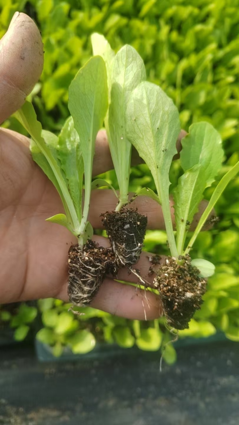 【油麦菜苗】河北邯郸油麦苗苗基地直发诚信经营