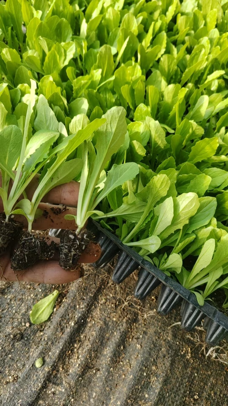 【油麦菜苗】河北邯郸油麦苗苗基地直发诚信经营