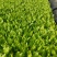 【油麦菜苗】河北邯郸油麦苗苗基地直发诚信经营