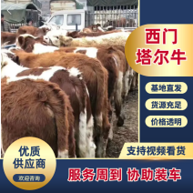 贵州威宁海降养殖有限公司出售各种牛，西门塔尔