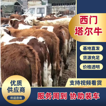 贵州威宁海降养殖有限公司出售各种牛，西门塔尔