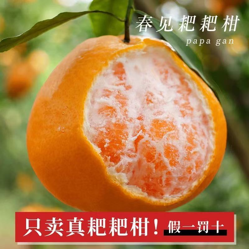 春见粑粑柑产地直发四川粑粑柑量大价优好吃不贵对接全国客商