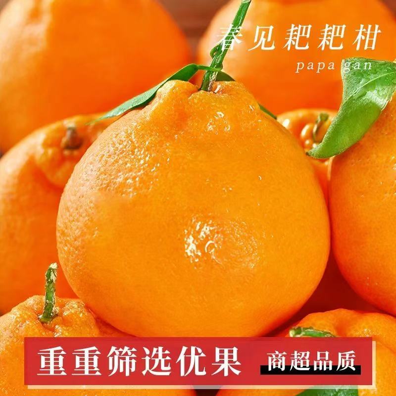春见粑粑柑产地直发四川粑粑柑量大价优好吃不贵对接全国客商