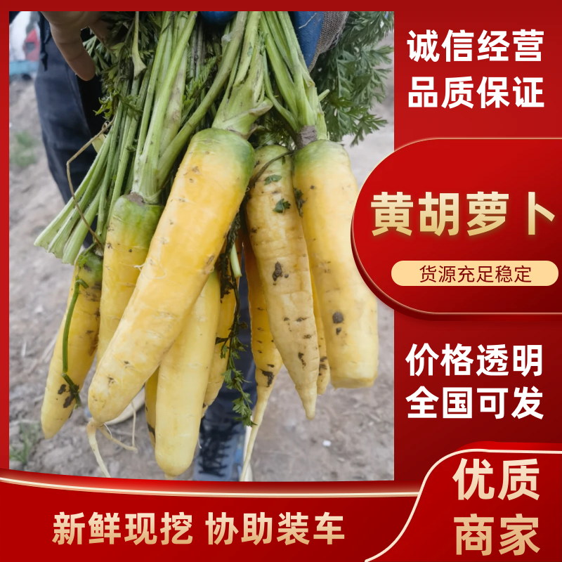 水果萝卜黄胡萝卜产地直发品质保障对接全国市场等
