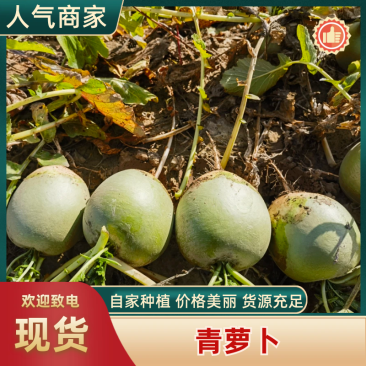 青萝卜宁夏萝卜万亩基地直供品质保障量大从优对接全国