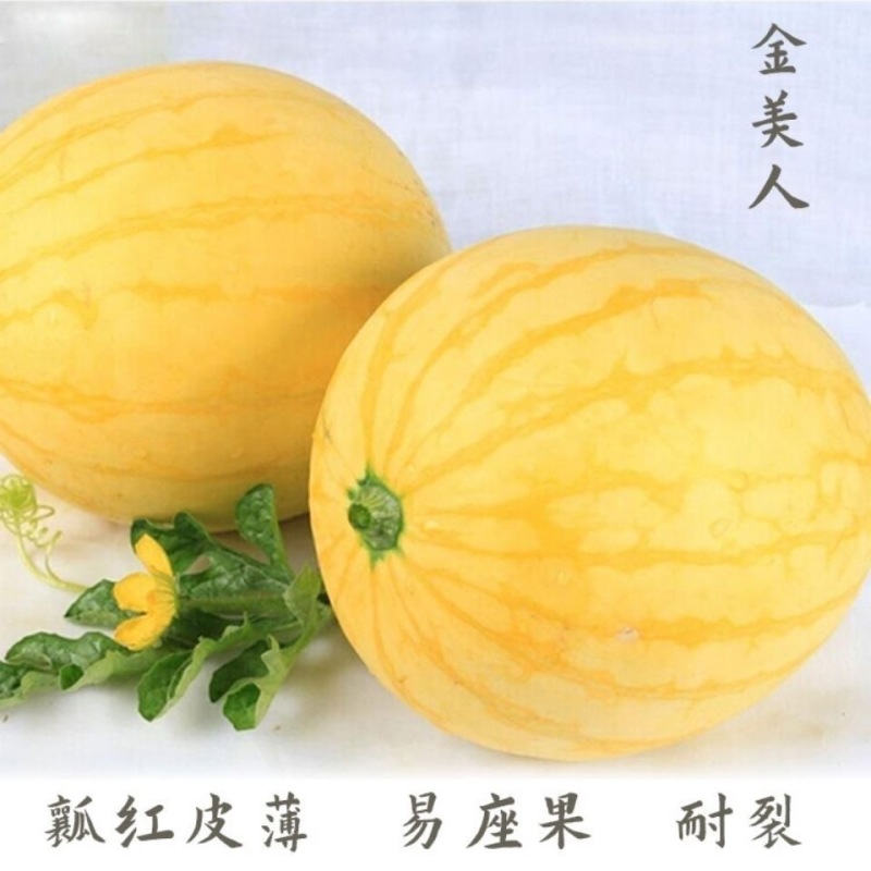 神奥金美人西瓜种子果皮黄色瓤色大红皮薄坚韧