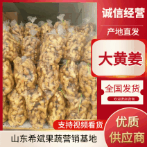 山东大黄姜精选水洗大黄姜产地直供量大从优