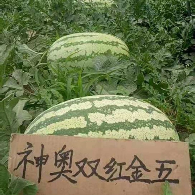 神奥双红金五西瓜种子双红瓤口感甜脆糖度高果皮硬