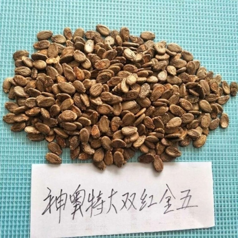 神奥双红金五西瓜种子双红瓤口感甜脆糖度高果皮硬