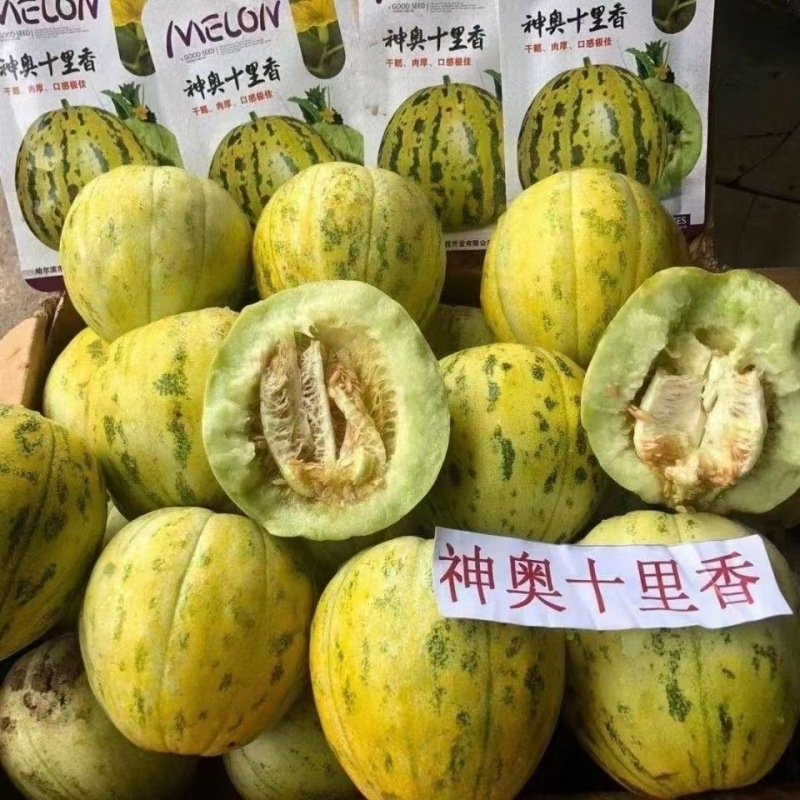 神奥十里香甜瓜种子干瓤肉厚口感香甜味道纯正糖度高