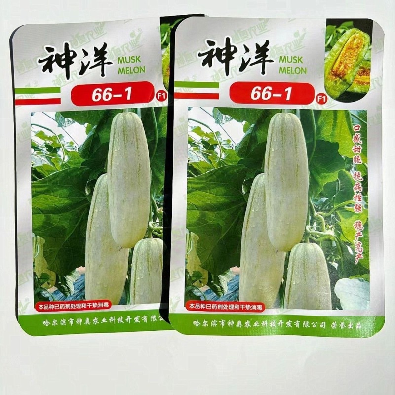 神洋66-1甜瓜种子口感酥脆果肉厚种腔小糖度高