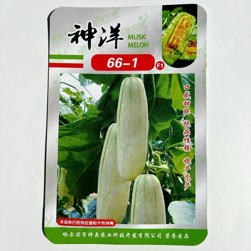 神洋66-1甜瓜种子口感酥脆果肉厚种腔小糖度高