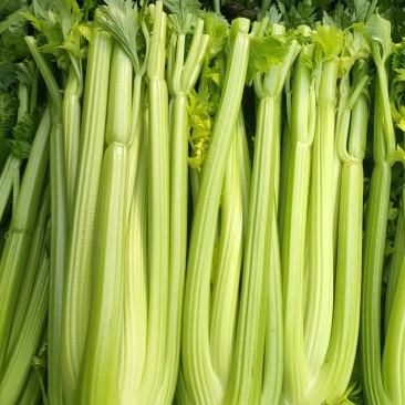 山东菏泽芹菜西芹基地大量上市可视频看货
