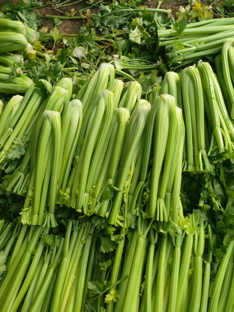 山东菏泽芹菜西芹基地大量上市可视频看货