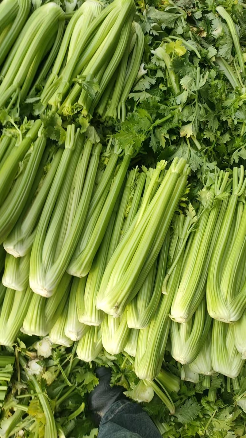 山东菏泽芹菜西芹基地大量上市可视频看货