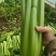 山东菏泽芹菜西芹基地大量上市可视频看货