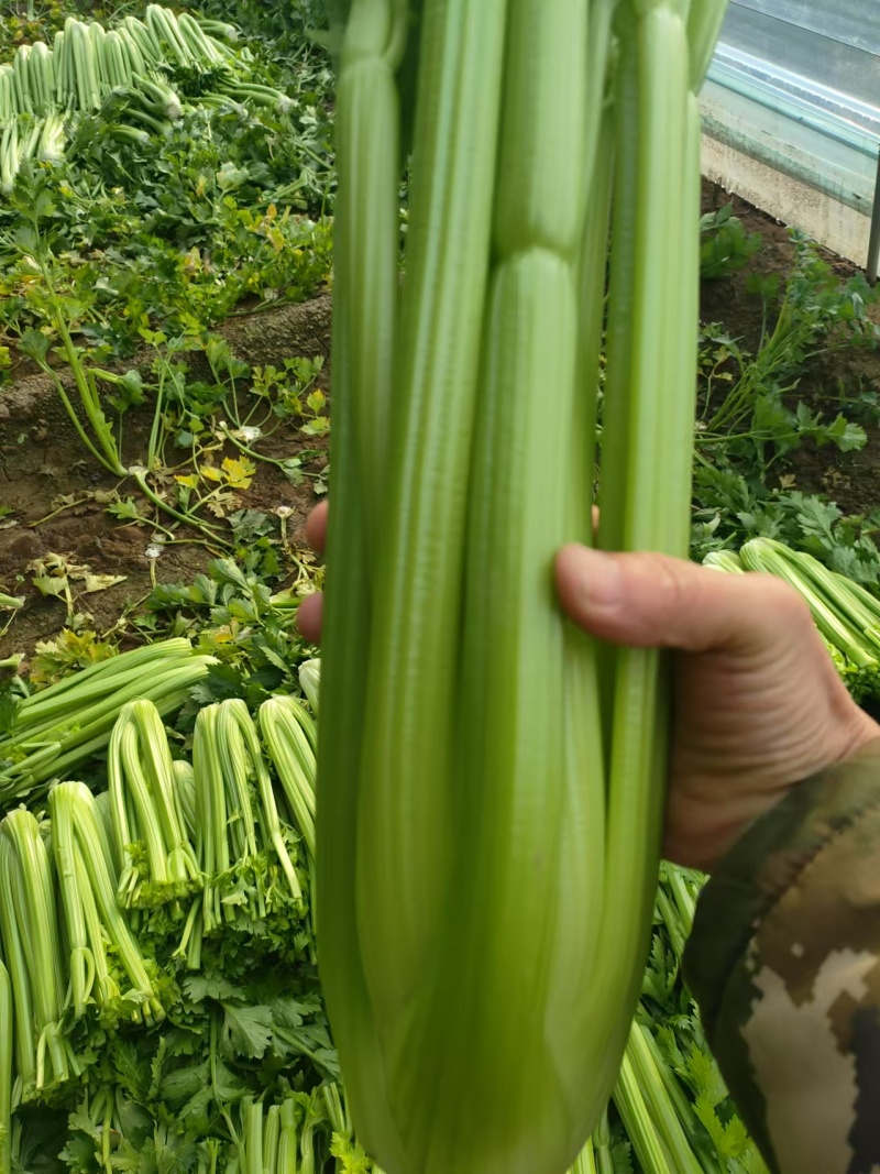 山东菏泽芹菜西芹基地大量上市可视频看货