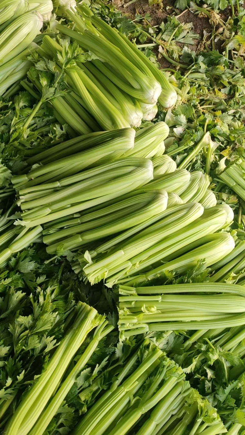 山东菏泽芹菜西芹基地大量上市可视频看货