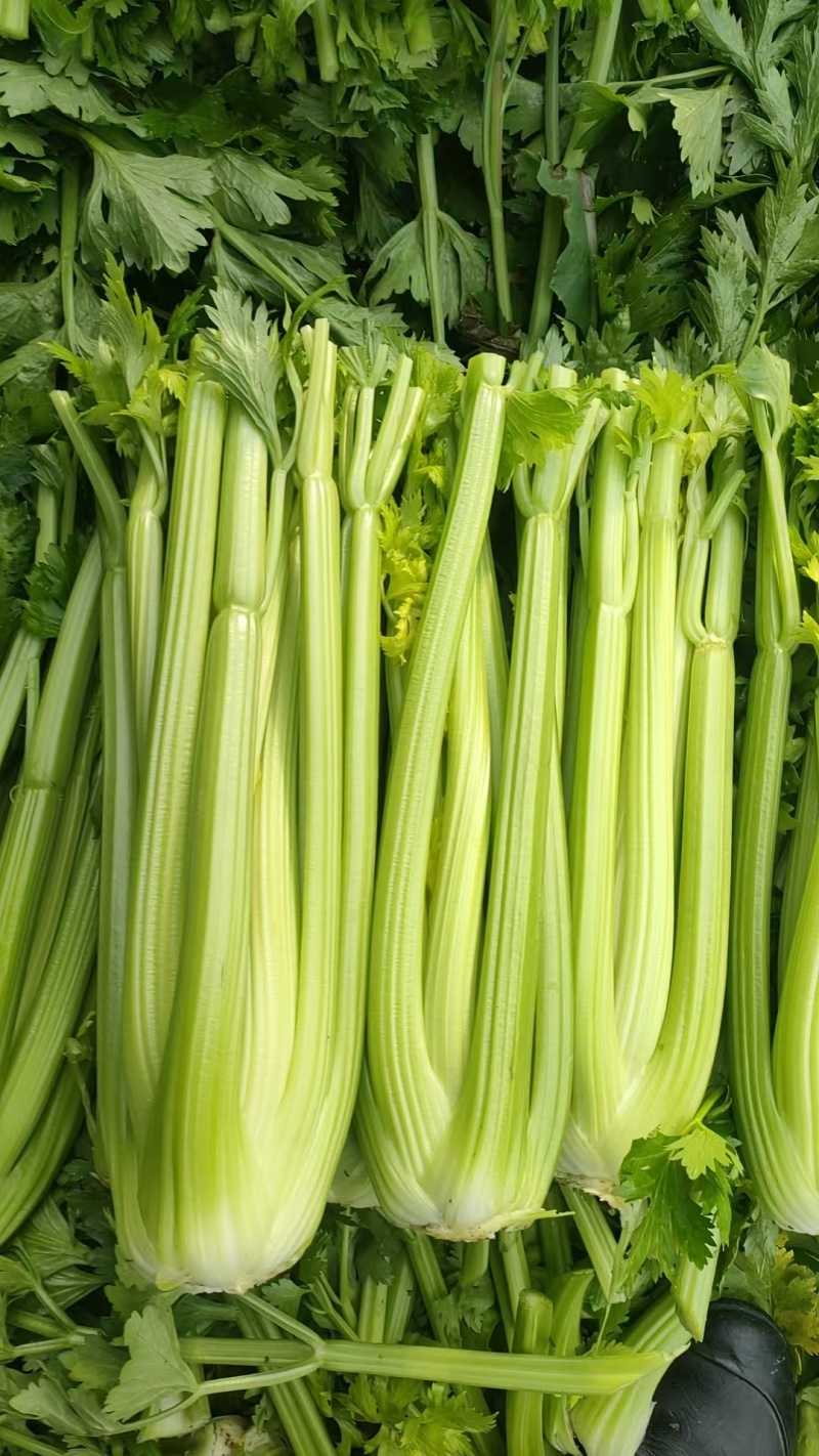 山东菏泽芹菜西芹基地大量上市可视频看货
