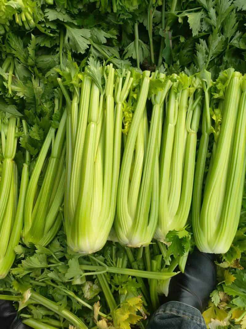 山东菏泽芹菜西芹基地大量上市可视频看货