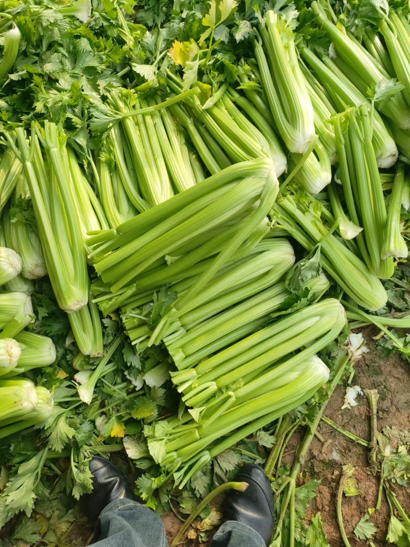 山东菏泽芹菜西芹基地大量上市可视频看货