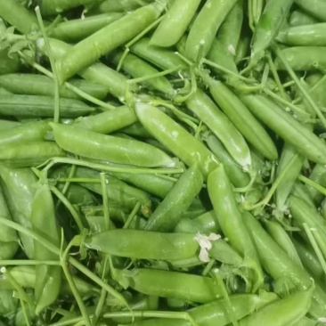 云南豌豆精品豌豆量大价优产地直发一手货源量大价优欢迎致电