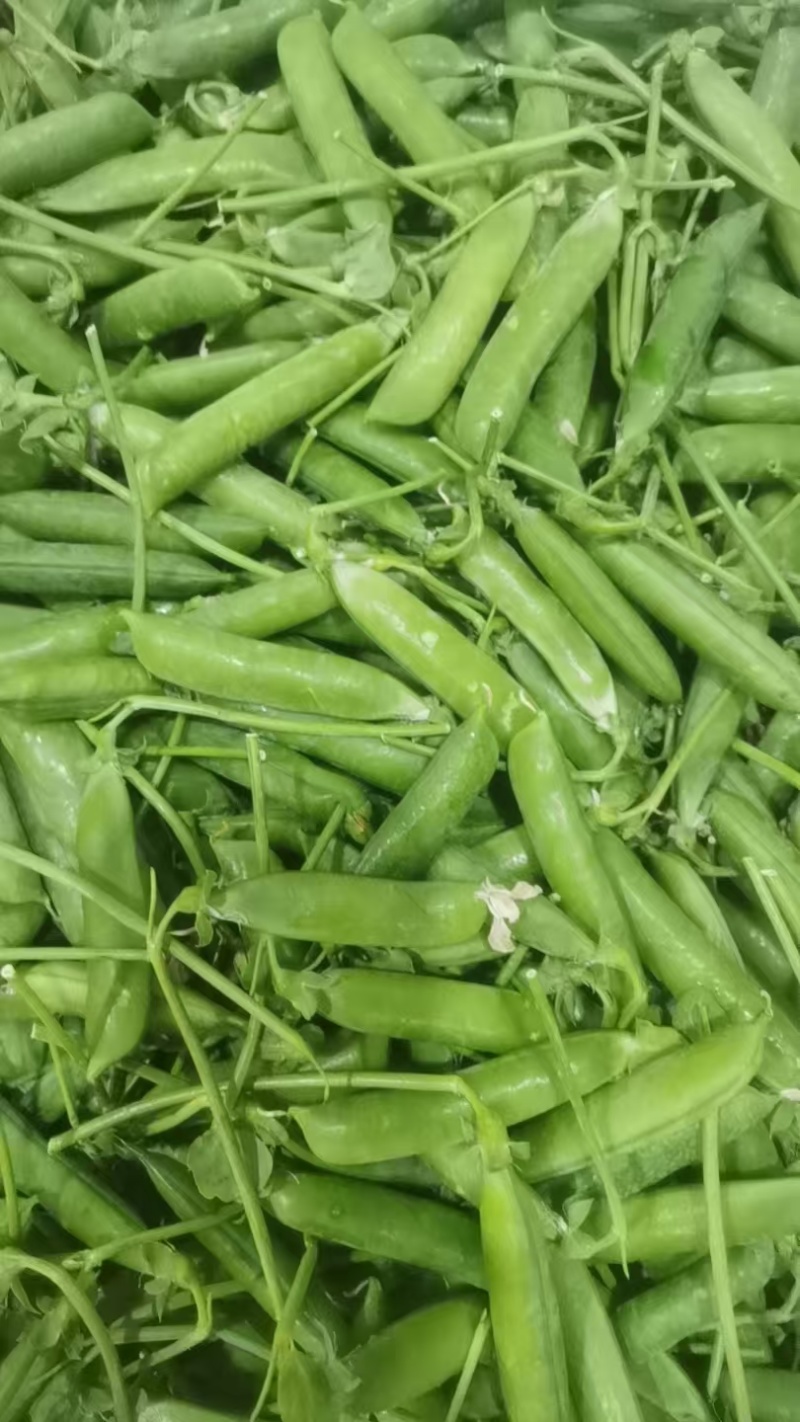 云南豌豆精品豌豆量大价优产地直发一手货源量大价优欢迎致电