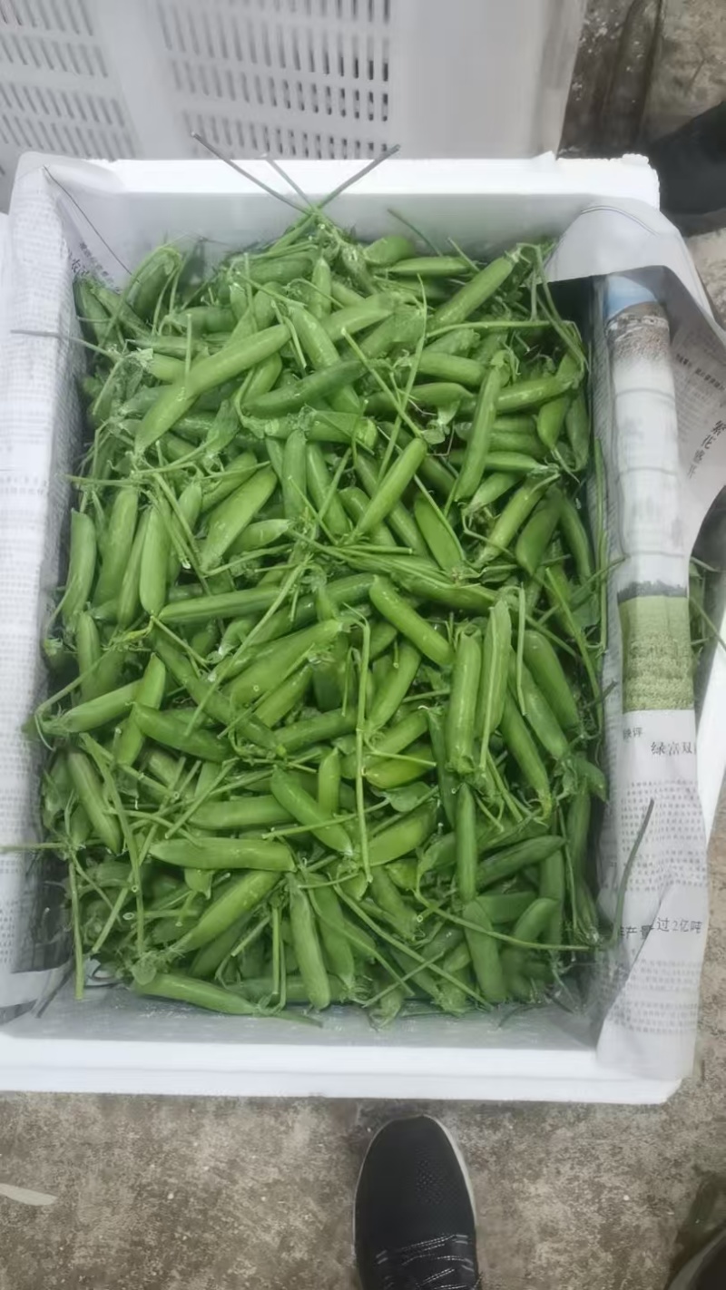 云南豌豆精品豌豆量大价优产地直发一手货源量大价优欢迎致电