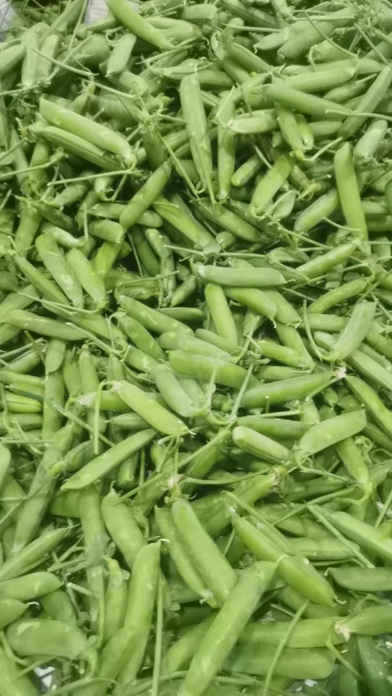 云南豌豆精品豌豆量大价优产地直发一手货源量大价优欢迎致电