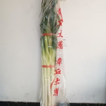 章丘大葱优质品种量大价优品质保证欢迎老板致电咨询